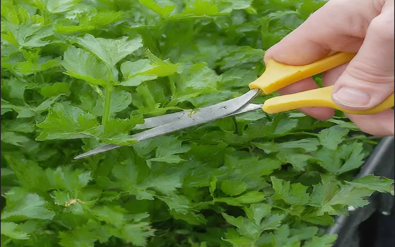 Parsley harvesting