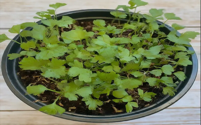 Parsley Seed Germination