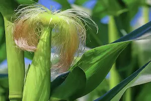 Exploring the Different Parts of a Corn Plant: A Comprehensive Guide - Post Thumbnail