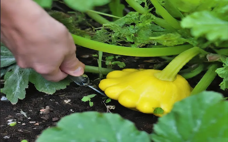 Weeding patty pan squash plant