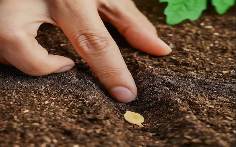 Planting bitter melon seeds