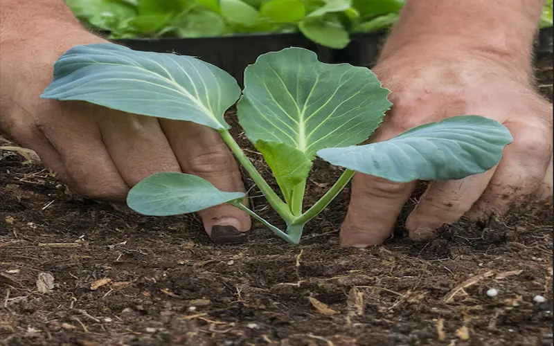 Planting cabbage