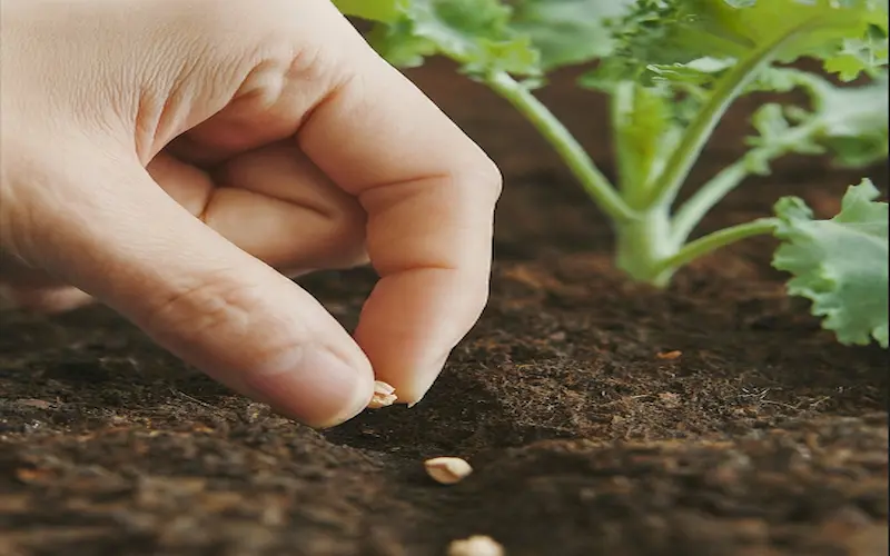 Planting kale seeds