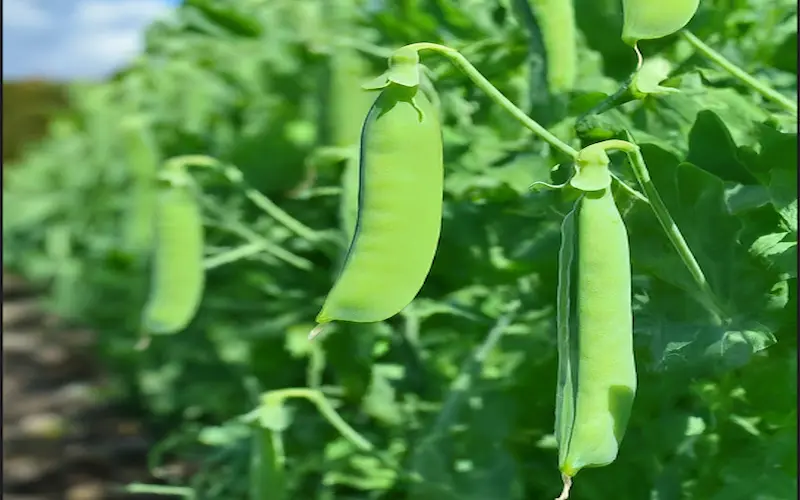 planting peas