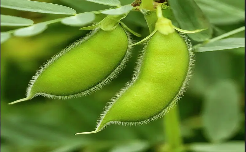 Gram crop farming