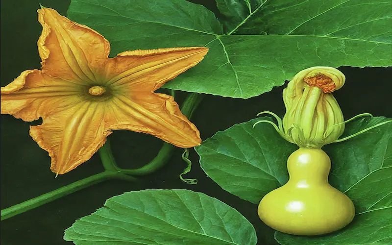 Pollination of pumpkin