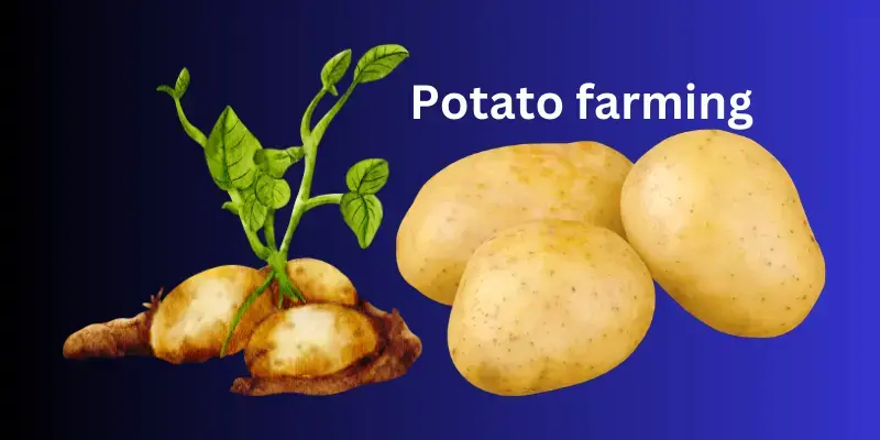 Potato Farming