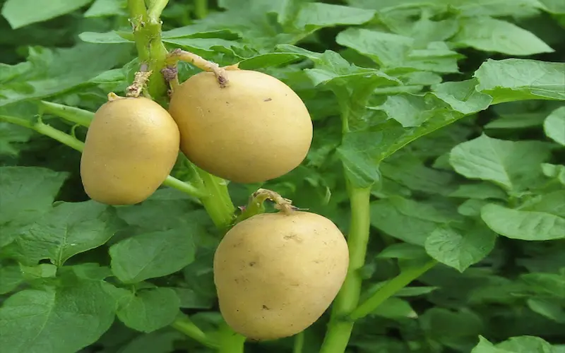 Potato farming