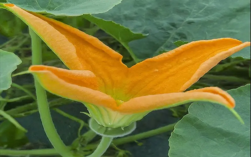 Pumpkin flowering