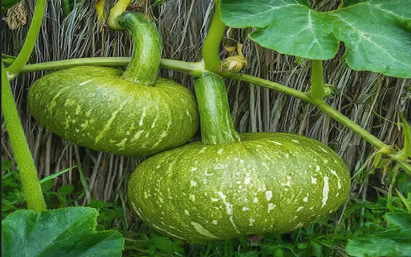 Pumpkin fruiting