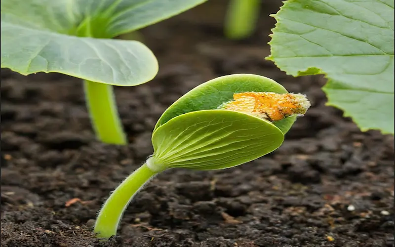 Pumpkin germination