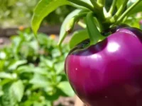 All About Purple Bell Peppers: Taste, Uses & Growing Tips