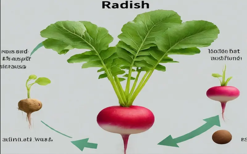 Radish life cycle diagram