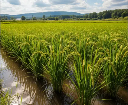 Fertilizer plan for rice crop