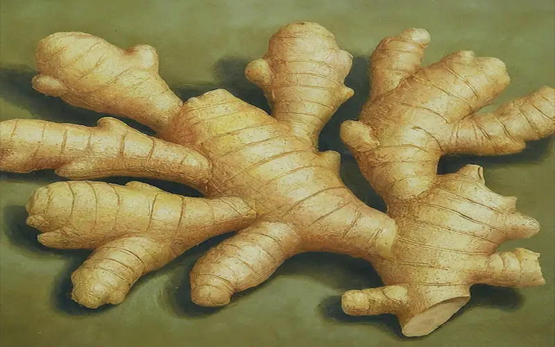 Ginger rhizomes