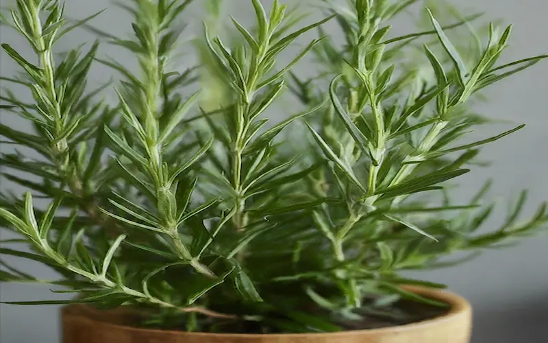 Rosemary