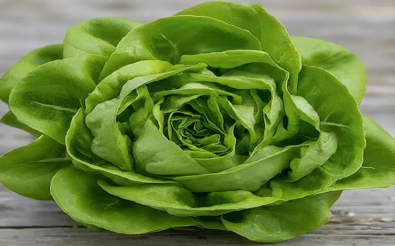 Lettuce Rosette stage