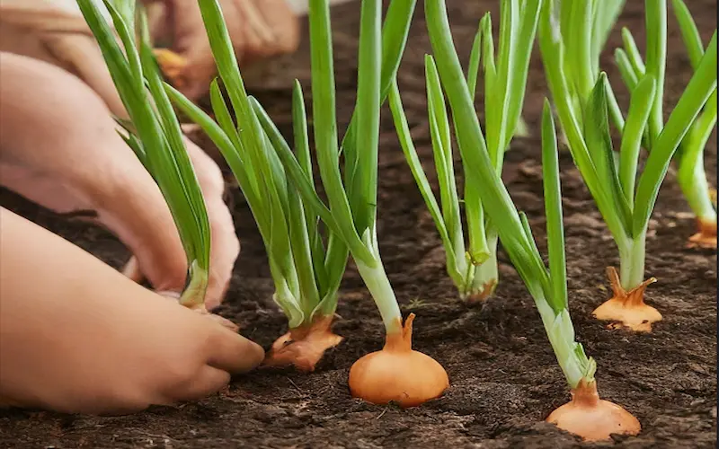 Seedling stage