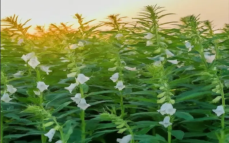 sesame seeds flowering