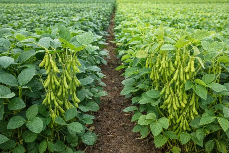 soybean varieties field plots