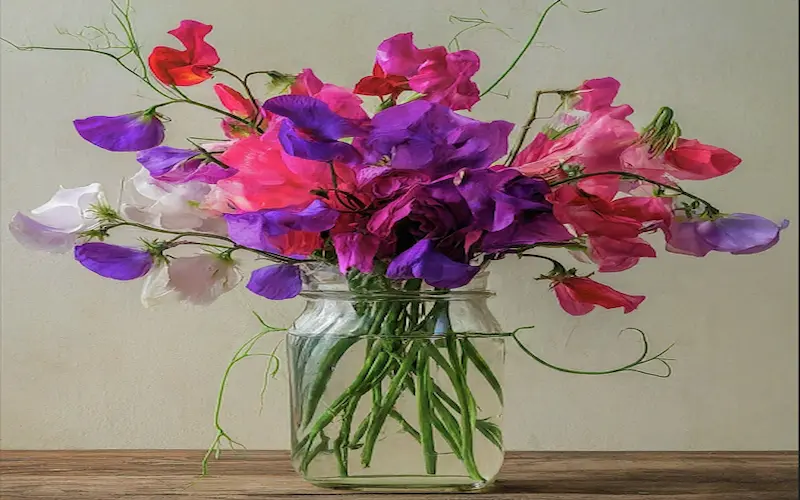 Sweet peas in pot