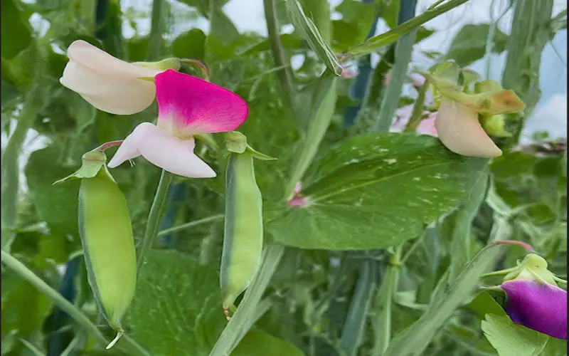 Sweet peas pictures