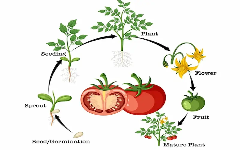 Tomato growth stages