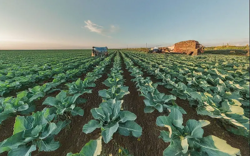 Vegetative growth cauliflower