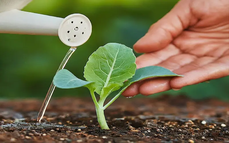 Watering cauliflower