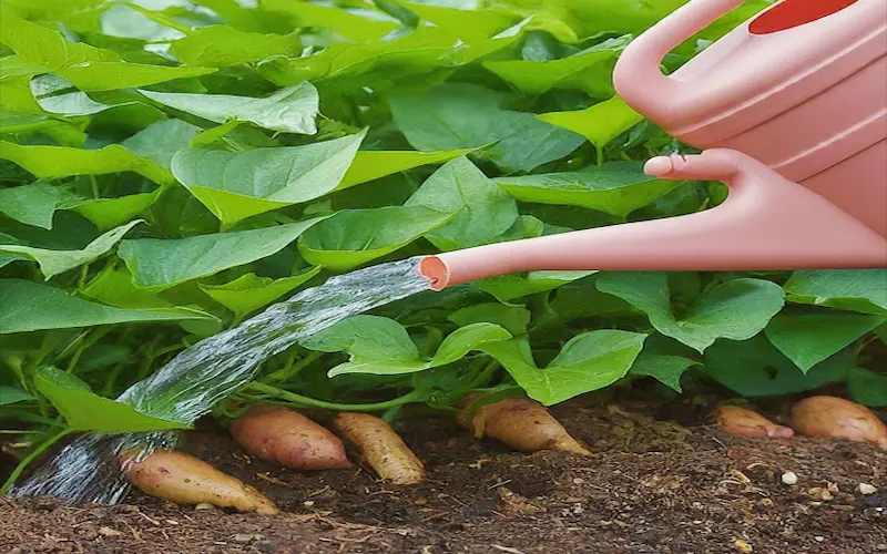 Watering sweet potatoes