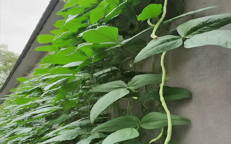 Yard long beans