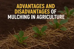 What is Mulching in Agriculture: Types, Benefits, and Drawbacks