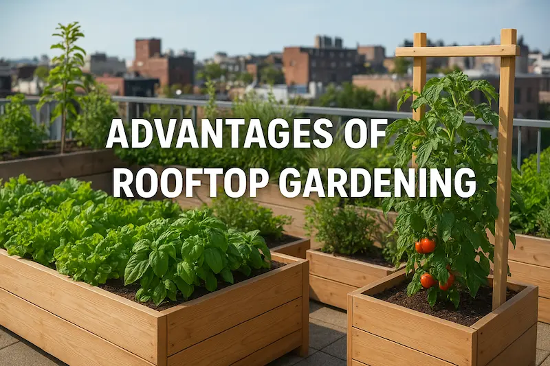 Advantages of rooftop gardening