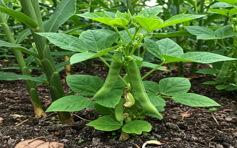 Legumes like beans and peas