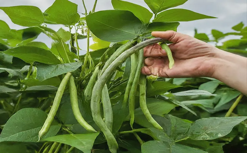 Black beans harvesting