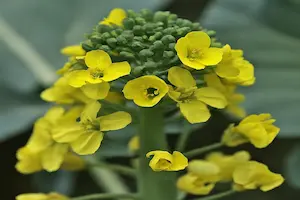 Unveiling the Beauty: Understanding the Process of Broccoli Plant Flowering - Post Thumbnail