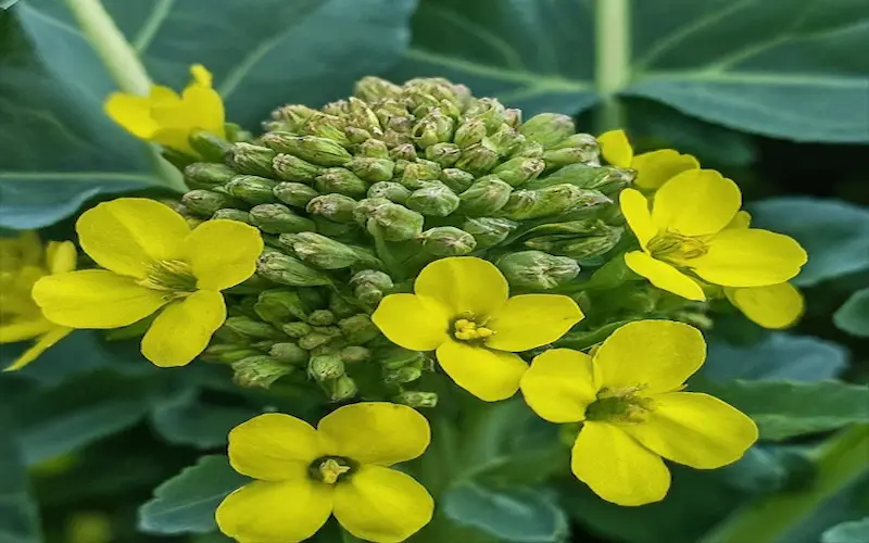 Broccoli plant flowering stage