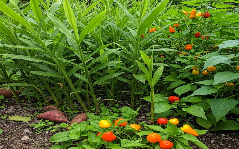 Ginger companion with vegetable plants