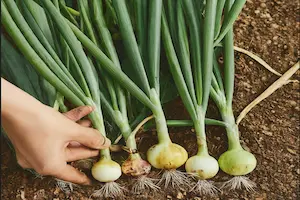 How to Grow Green Onions with Expert Tips and Their Uses - Post Thumbnail