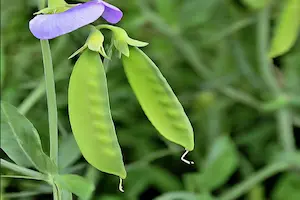 Mastering the Art of Growing Sweet Peas: A Comprehensive Guide - Post Thumbnail