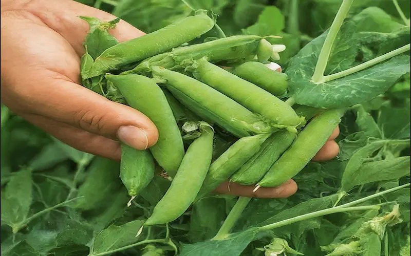 harvesting