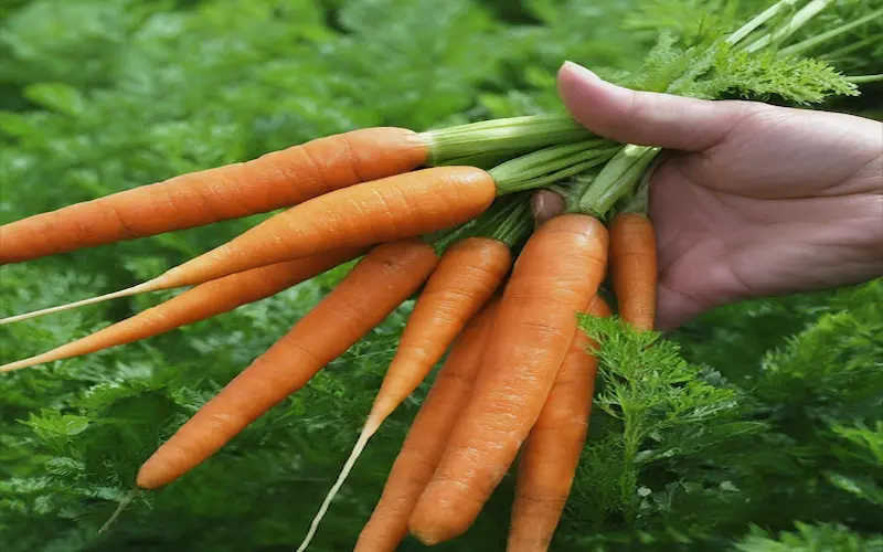 Harvesting carrots