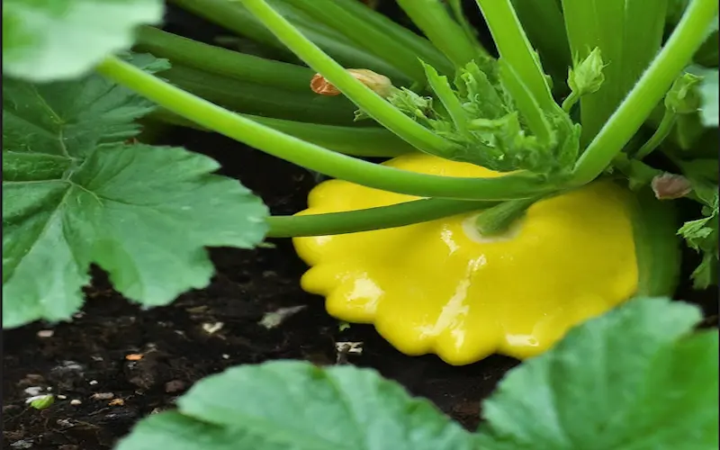 How to grow patty pan squash from seed