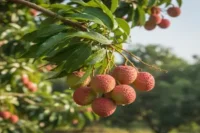 How to Grow Lychee from Seed (Step-by-Step Guide)