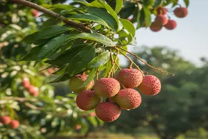 How to Grow Lychee from Seed (Step-by-Step Guide)