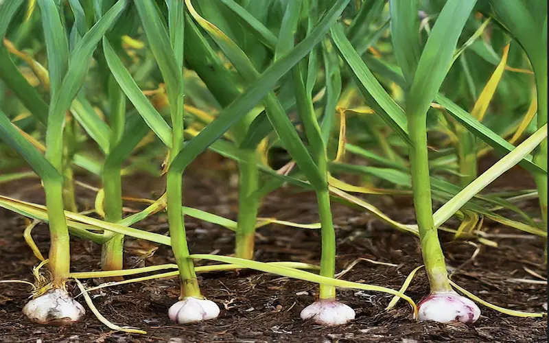 Maturation garlic