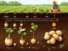 6 Potato Growth Stages & Tips for a Better Harvest