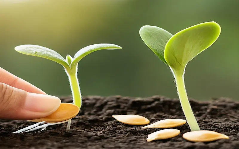 Pumpkin plant seedlings