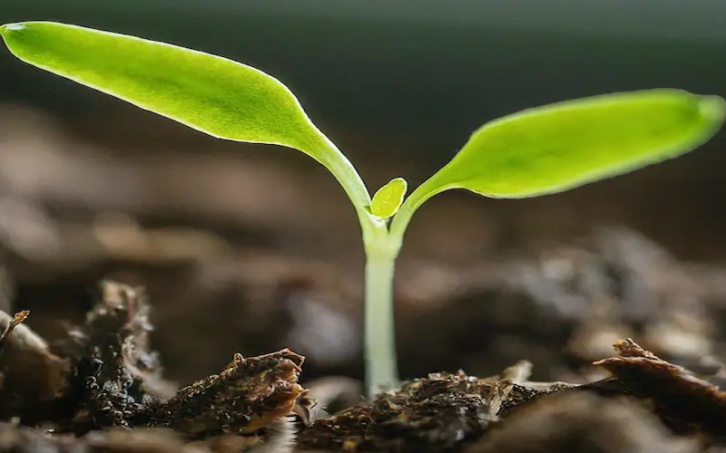 seedling of jalapeno plant