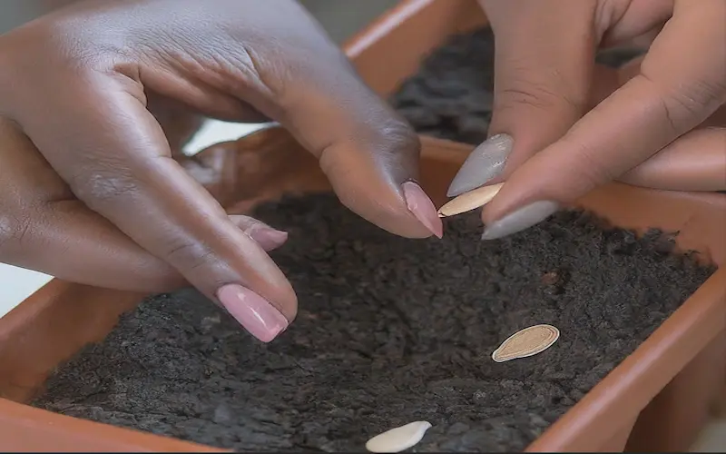 Sowing bottle gourds